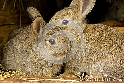 Rabbits rabbit breeding Stock Photo