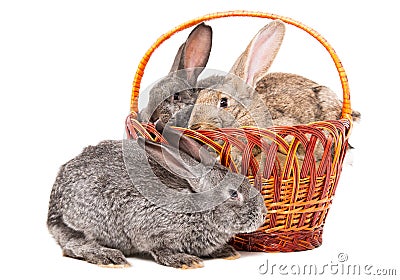 Rabbits sitting in a basket Stock Photo
