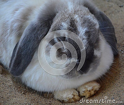 Rabbits are small mammals in the family Leporidae Stock Photo