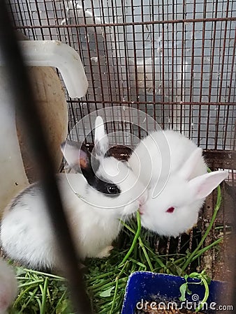 Rabbits white eye bunnies cute Stock Photo