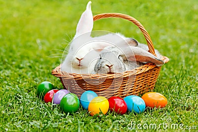 Rabbits in wicker basket with colorful easter eggs Stock Photo