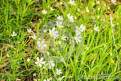 Rabelera holostea, known as greater stitchwort, greater starwort and addersmeat Stock Photo