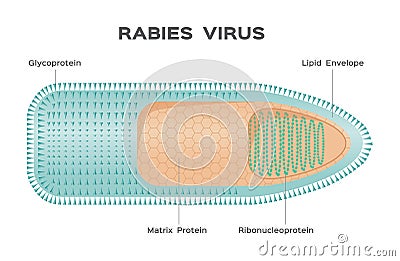 Rabies virus / anatomy Vector Illustration