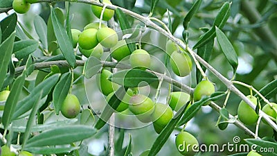Raccolta delle olive Raccolta delle olive