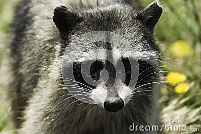 Raccoon Stock Photo