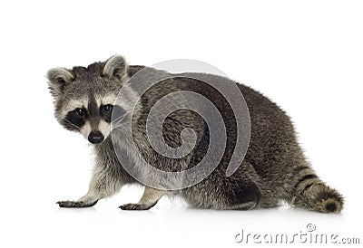 Raccoon (9 months) - Procyon lotor Stock Photo