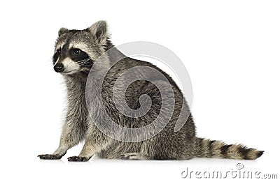 Raccoon (9 months) - Procyon lotor Stock Photo