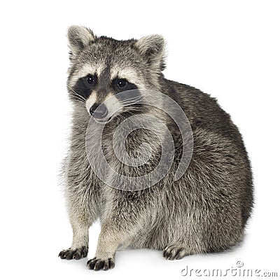 Raccoon (9 months) - Procyon lotor Stock Photo