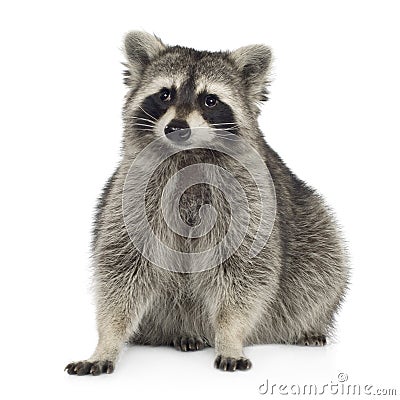 Raccoon (9 months) - Procyon lotor Stock Photo