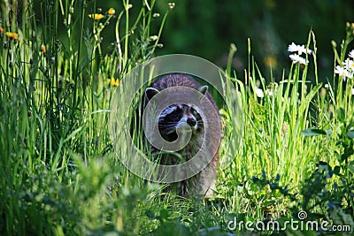 Raccoon Stock Photo