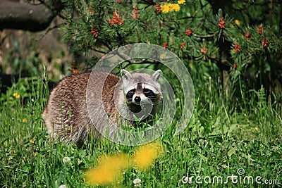 Raccoon Stock Photo