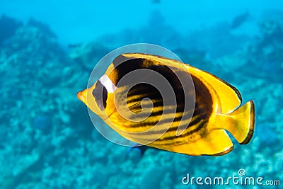 Raccoon Butterflyfish Chaetodon lunula, Clear Blue Turquoise Water. Colorful Tropical Coral Fish In The Ocean. Yellow Stripped Stock Photo