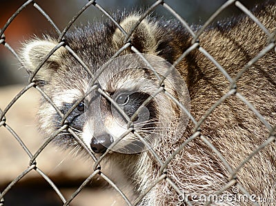 Raccoon in a cage Stock Photo