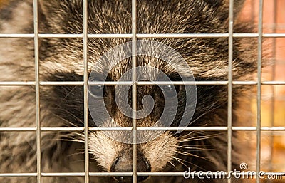 Raccoon in a cage Stock Photo