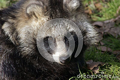 Raccoon Dog Stock Photo