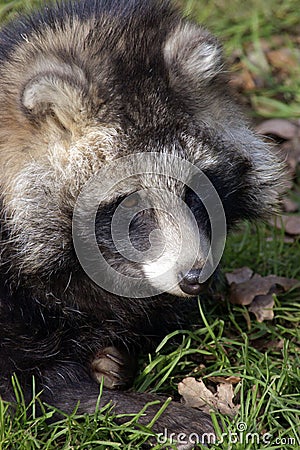 Raccoon Dog Stock Photo