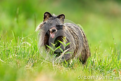 Raccoon dog breathing heavily on a hot summer day with mouth open Stock Photo