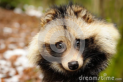 Raccoon dog, cute close-up portrait Stock Photo