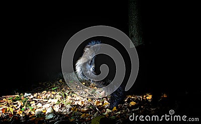 raccoon dog in a dark Stock Photo