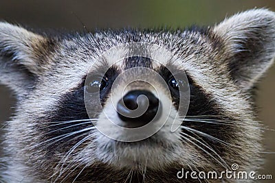 Raccoon eyes Stock Photo