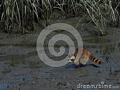 Foraging raccoon Stock Photo