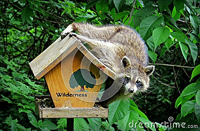 Raccoon on Birdfeeder Looking at Camera Stock Photo