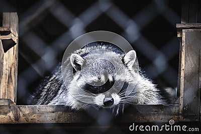 Raccoon lying behind the fence Stock Photo