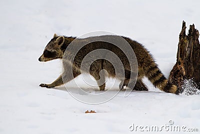 Raccoon Making Tracks Stock Photo