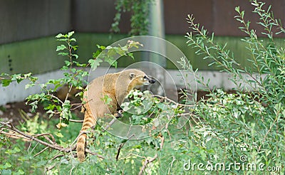 Raccoon nasuella olivacea Stock Photo