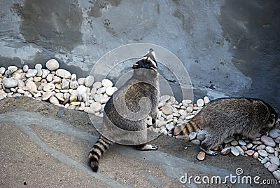 Raccoon in the open-air cage, in Moscow Zoo. Genus of predatory mammals of family of enotovy. Stock Photo