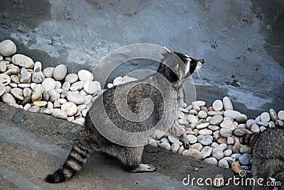 Raccoon in the open-air cage, in Moscow Zoo. Genus of predatory mammals of family of enotovy. Stock Photo