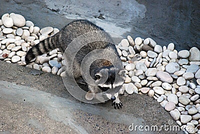 Raccoon in the open-air cage, in Moscow Zoo. Genus of predatory mammals of family of enotovy. Stock Photo