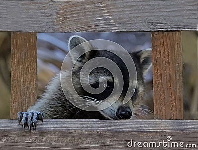 Raccoon peeking through Wooden Railings Stock Photo