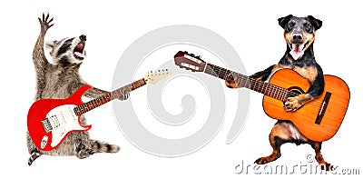 The raccoon plays the electric guitar and the dog plays the acoustic guitar Stock Photo