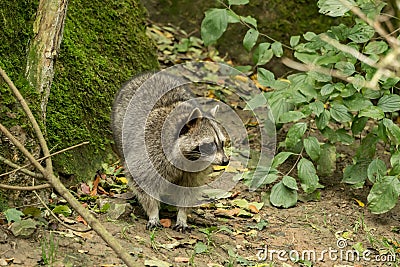 A raccoon plays outside near the water Stock Photo