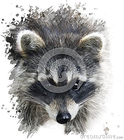 Raccoon Portrait Stock Photo