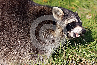 lotor baring procyon teeth racoon