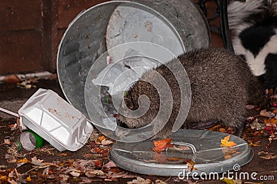 Raccoon (Procyon lotor) Raids Trash Can with Skunk in Background Stock Photo