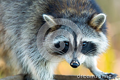 Common Raccoon - Procyon lotor Stock Photo