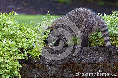 Raccoon raiding peanuts set out for birds Stock Photo