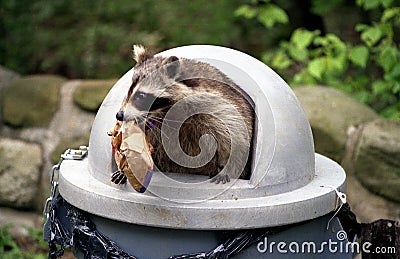 Raccoon raiding trash can. Stock Photo