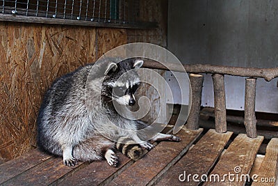 The raccoon in an animal shelter Stock Photo