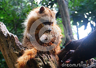 Raccoon sitting on dead tree branch Stock Photo