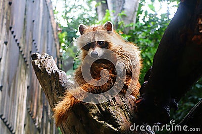 Raccoon sitting on dead tree branch Stock Photo