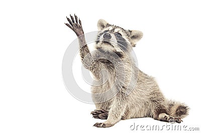 Raccoon sitting with paw raised up Stock Photo