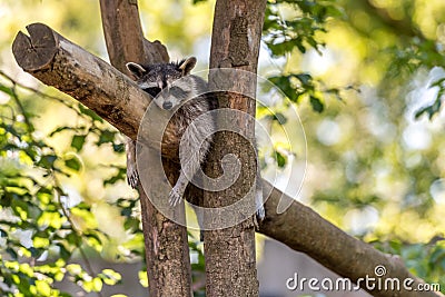 Raccoon sleeps in the tree Stock Photo