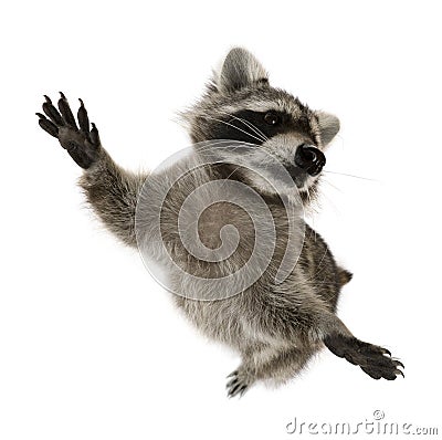 Raccoon standing on hind legs Stock Photo