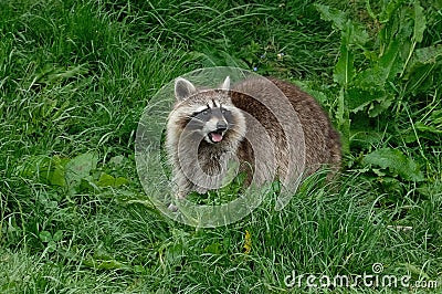 Raccoon at Northumberland Zoo Stock Photo