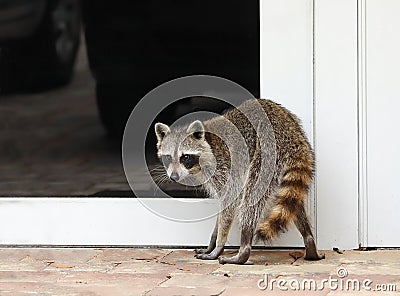 Raccoon trying to get into a house Stock Photo