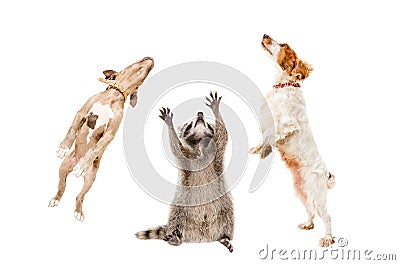 Raccoon and two dogs jumping together Stock Photo
